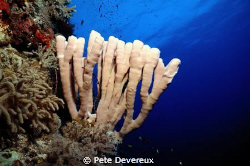 Siphon sponge at Big Gota dive site in Southern Red Sea by Pete Devereux 